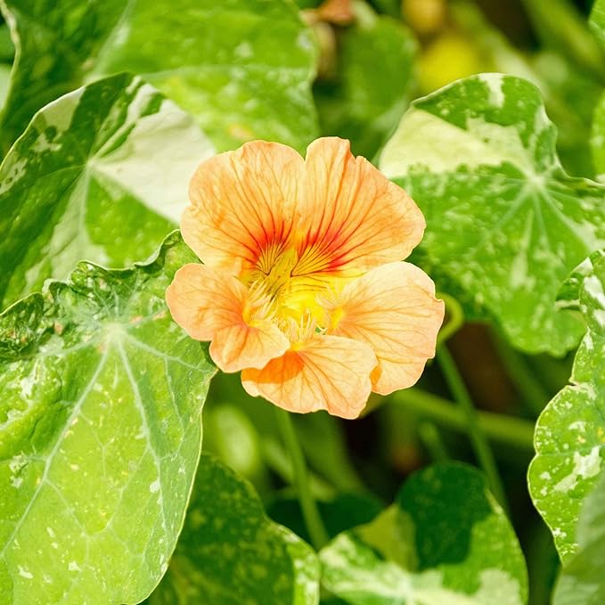 Eden Brothers Nasturtium Seeds - Alaska Salmon