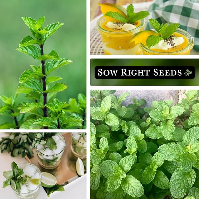 Sow Right Seeds - Mint Seed for Planting - Non-GMO Heirloom Packet with Instructions to Plant an Herbal Tea Garden - Indoors or Outdoor - Perennial and Fragrant - Hydroponics and Kitchen Gardening (4)