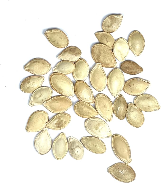 Seed Needs Crookneck Squash Seeds for Planting Summer Squashes - Non-GMO Heirloom & Untreated Cucurbita Seed to Plant an Outdoor Home Grown Vegetable Garden (1 Pack)