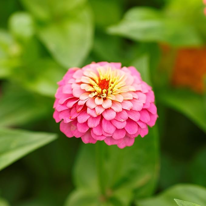 Eden Brothers Zinnia Seeds - Pumila/Cut & Come Again Mix, Non-GMO Seeds for Planting, 1 oz | Low-Maintenance Flower Seeds, Plant During Spring, Zones 3, 4, 5, 6, 7, 8, 9, 10