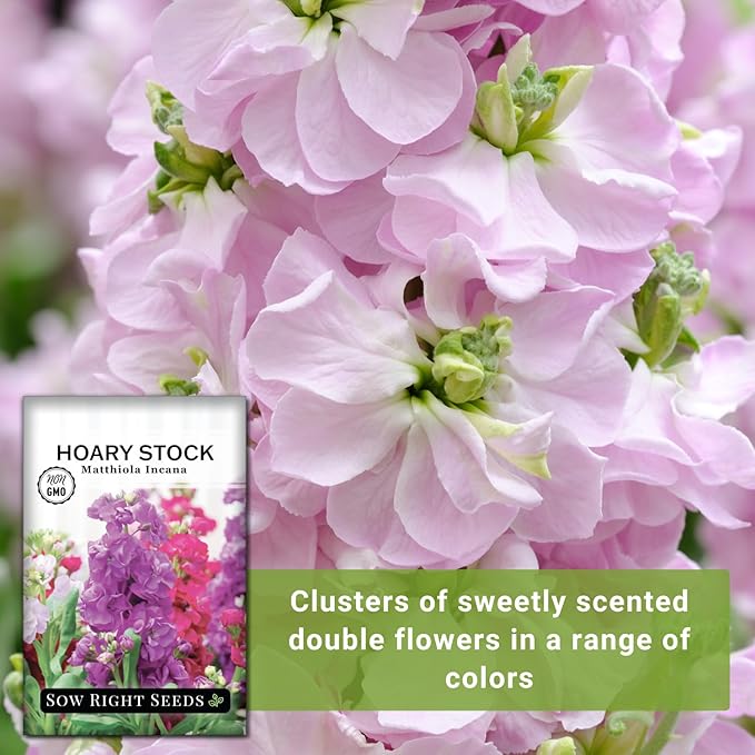 Sow Right Seeds - Hoary Dwarf Mix Stock Seeds for Planting - Non-GMO Heirloom Packet with Instructions to Plant an Outdoor Cottage Garden - Sweet Scented Double Flowers for Patios & Containers (4)