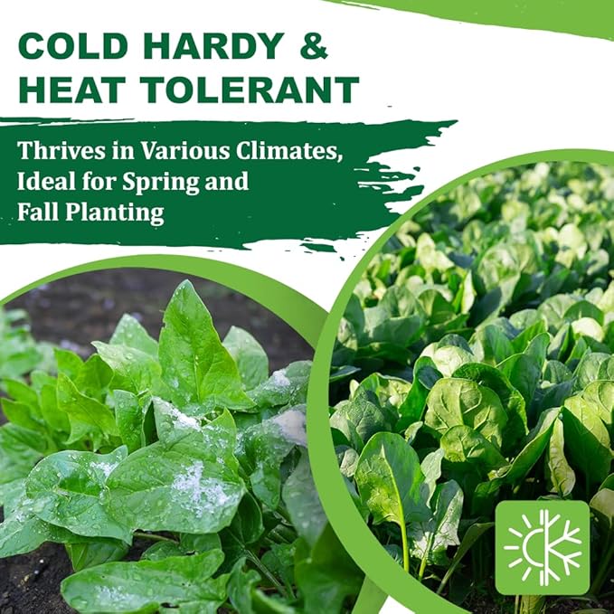 TKE Farms & Gardens - Bloomsdale Spinach Seeds for Planting, 320+ Heirloom Non-GMO Seeds, Cold-Hardy & Long Standing, Rich Flavor, Fast Growing for Spring & Fall Gardens, Indoors or Outdoors