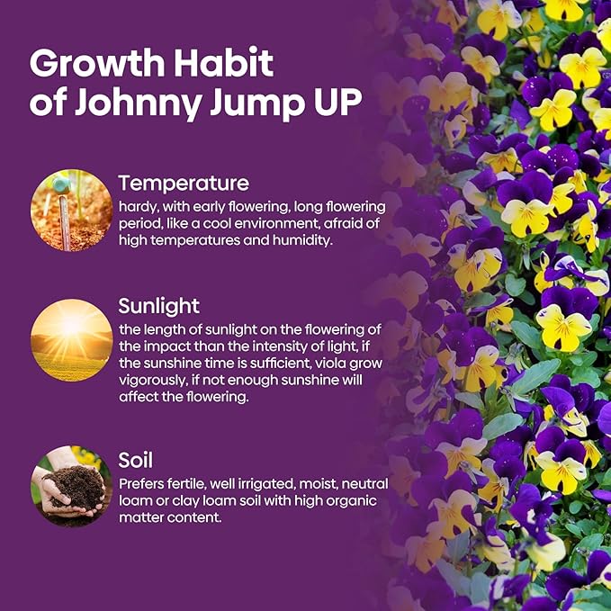 Groundio Johnny Jump Up Seeds, 10000+ Perennial Wild Violet Seeds for Planting, Edible Flowers, Non-GMO | Heirloom | Attracts pollinators, Grown in The USA