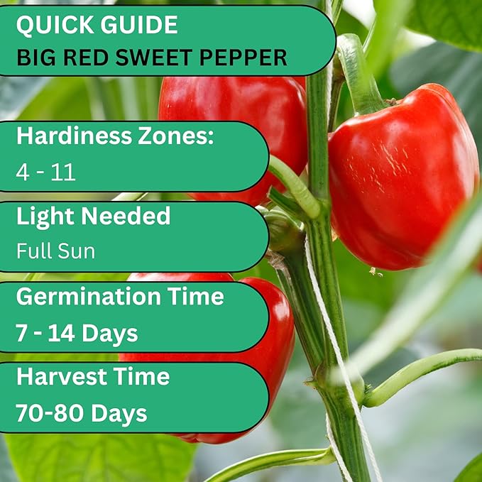 Woods Creek Seeds: Big Red Sweet Pepper Seeds for Planting - Non-GMO and Heirloom Bell Pepper Seeds for Planting Outdoors or Indoors for Home Plant Gardens - Large and Blocky Bell Peppers Seed Pack