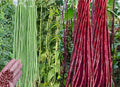 30PCS Green/Red Yard Long Bean Seeds Asian Noodle Asparagus Bean Seeds Non-GMO Heirloom