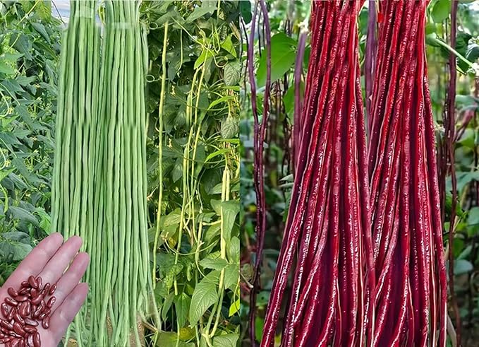 30PCS Green/Red Yard Long Bean Seeds Asian Noodle Asparagus Bean Seeds Non-GMO Heirloom