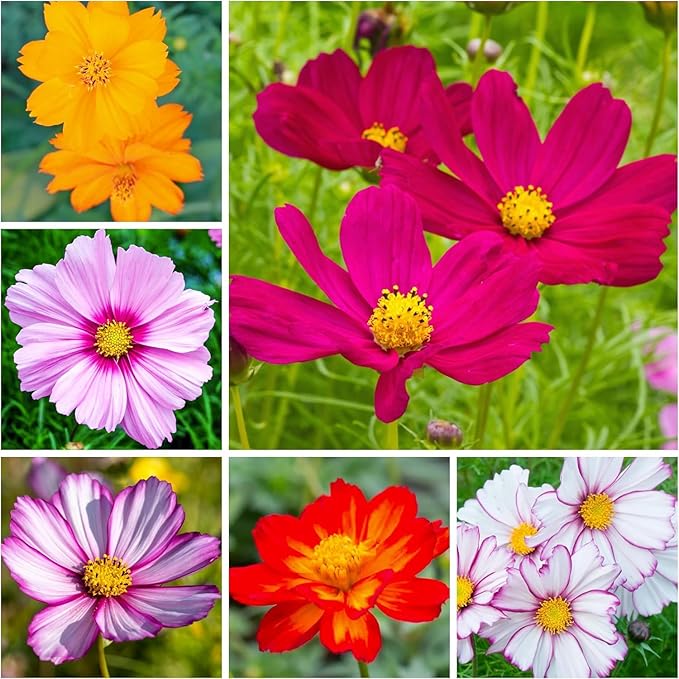 Mix Cosmos Bipinnatus Flower Seeds - Garden Cosmos Mexican Aster 11 Colors Non-GMO | Organic | Heirloom (10g)
