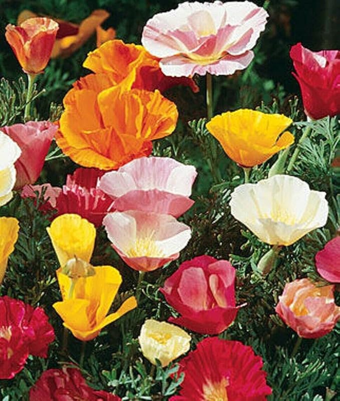 NIKA SEEDS - Seeds Flowers Oriental Poppy Mix Annual - 1000 Seeds
