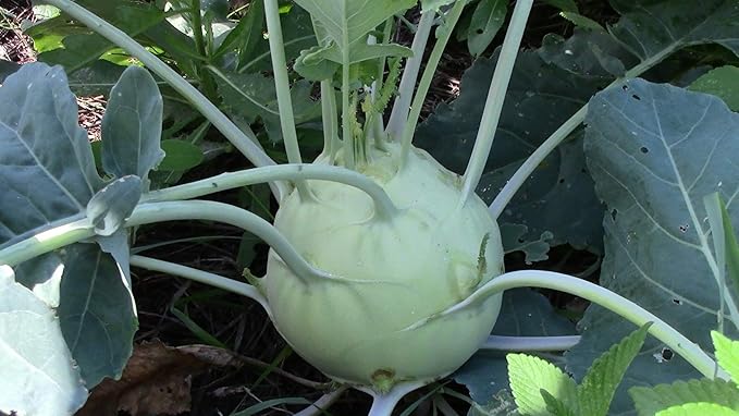 Seeds Vegetable Kohlrabi Giant Cabbage Biennial Green - 100 Seeds