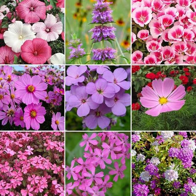 UtopiaSeeds Pink Wildflower Seed Mix - Attracts Hummingbirds and Butterflies - Easy to Grow