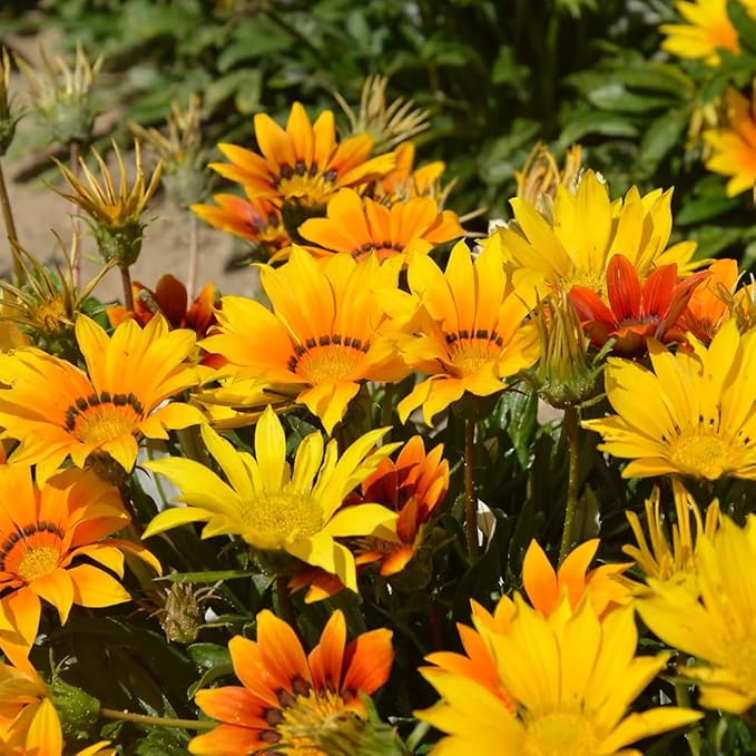 300 Perennial Mix Gazania Seeds Heat-Perennial Ground Cover Seeds-Drought Tolerant Garden Wild Flowers Seed for Gardens Outdoor