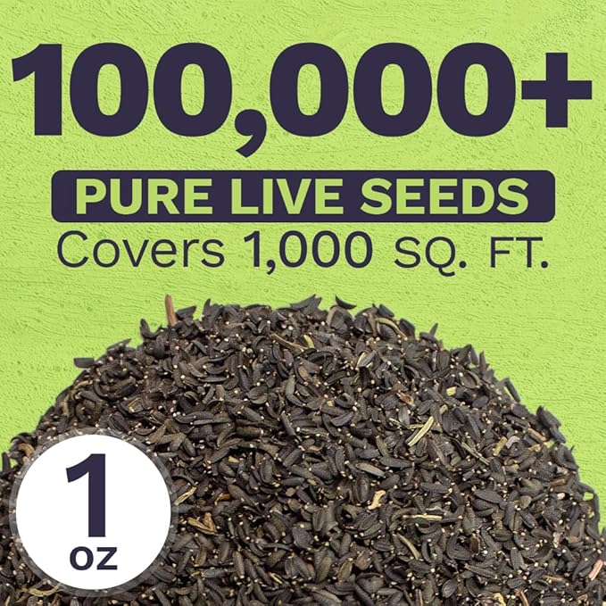 Plains Coreopsis Seeds – Native Flowers – Extra Large Packet – Over 100,000 Open Pollinated Non-GMO Wildflower Seeds – Coreopsis tinctorial