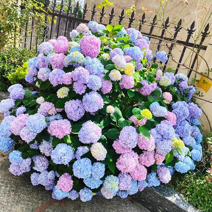 150+ Perennial Mixed Color Hydrangea Seeds for Planting- Non-GMO Heirloom Seeds Flower Plant Wedding Outdoor Garden