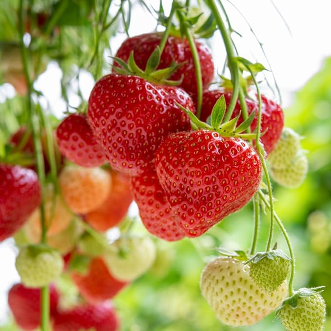 Rare Strawberry Seeds for Planting - 500 Fragaria × Ananassa Non-GMO Heirloom Seeds - Extra Big, Juicy, Sweet Strawberries
