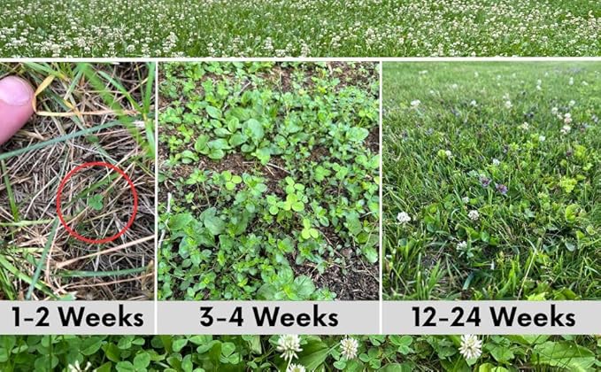 Flawn Seed Kits Bee Lawn Seed Kit, 250 SqFt, Dutch White Clover + Self-Heal + Creeping Thyme, Easy to Spread, Low Maintenance, Alternative Ground Cover, Shaker Tube