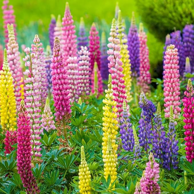 1000+ Seeds Perennial Texas Lupine Flower Seeds for Planting-Drought-Tolerant Ornamental Flower