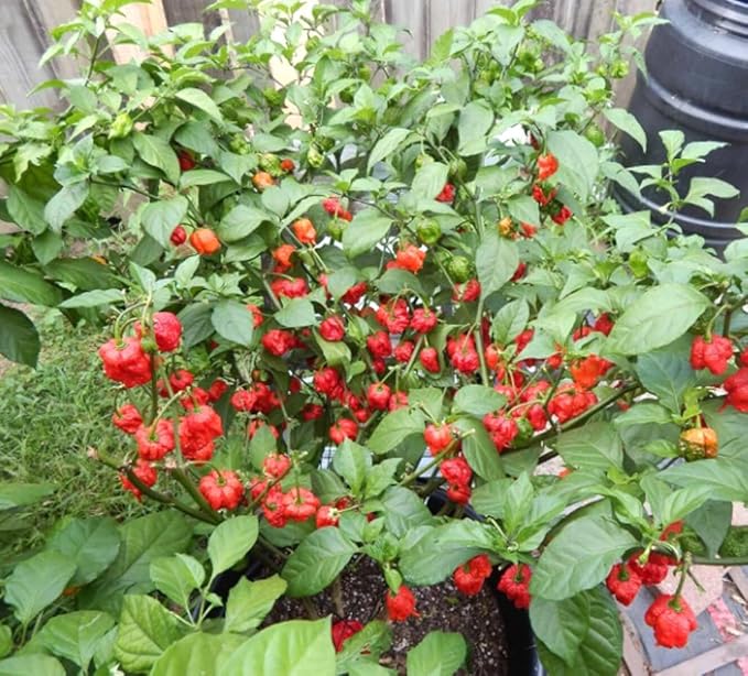 100PCS Carolina Reaper Chili Pepper Seeds Hot Pepper Vegetable Seeds Heirloom