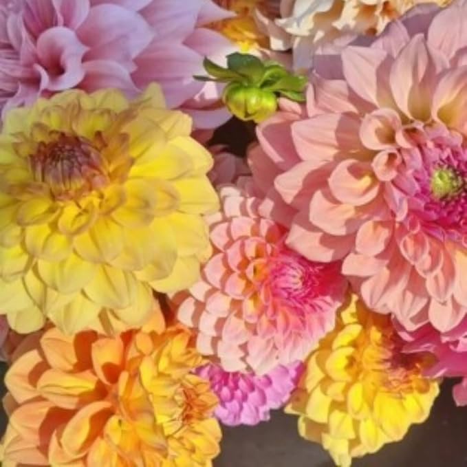 350pcs Mixed Dahlia Flower Seeds for Planting- Non-GMO Heirloom, Multi-Color Pompon Blooms Attract Pollinators, Rapid Outdoor Landscaping