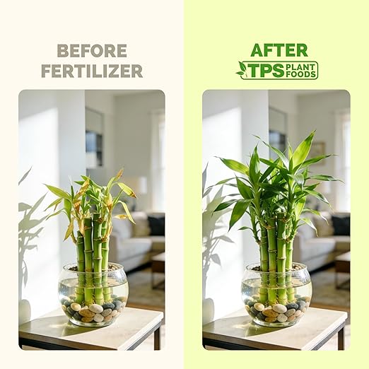 Lucky Bamboo Fertilizer – Liquid Plant Food for Greener Stalks, Healthy New Shoots & Steady Growth, 8 oz