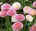Pink English Daisy, Lawns and Borders - 1000 Seeds - Bellis Perennis