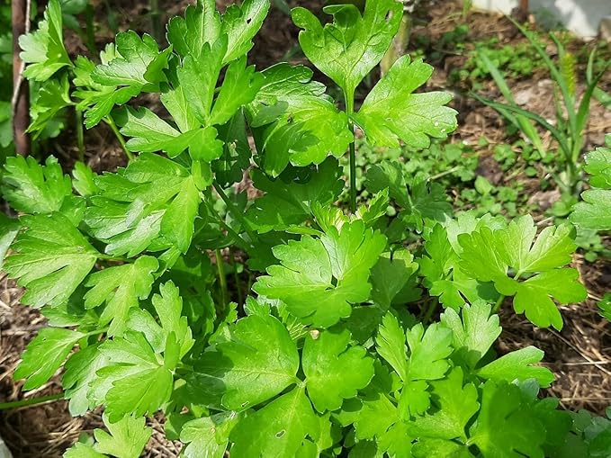 SeedsUP - 2000+ Seeds Italian Flat-Leaf Parsley Indoor for Pots Year-Round - 2000 Seeds - Herb Green