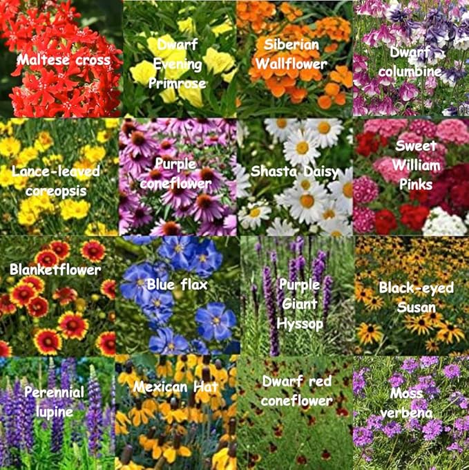 Nationwide Perennial Wildflower Seed Mix 1/4LB 500sq-ft Lupine Shasta Daisy Attract Pollinators, Spring Fall, Zones 3, 4, 5, 6, 7, 8, 9, 10 (All U.S.) Earth-Friendly Packaging