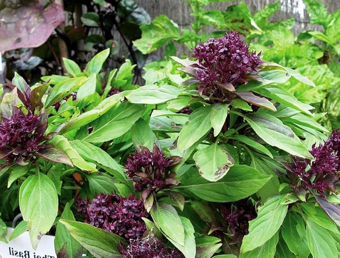 500+ Pcs Large Basil Seed Collection for Planting -Sweet, Opal, Thai, and Giant Leaf Basil - Non-GMO Heirloom Grow Indoors or Outdoor (Thai Basil)