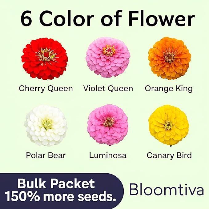 Dahlia Zinnia Seeds Bulk – 1100 Heirloom Zinnia Seeds for Planting Outdoors - Mixed Colors & Large Blooms for Gardens - High Germination (Zinnia elegans)