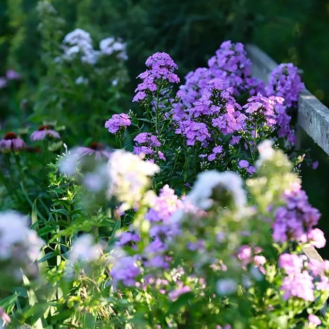 Creeping Phlox Seeds for Planting, 1000+pcs Rare Perennial Creeping Purple Phlox Flower Seeds Plants, Non-GMO Heirloom Dwarf Ground Cover Beauty Flowers Plants for Home Garden Outdoors