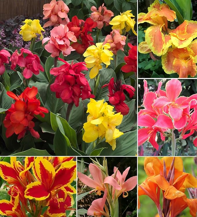 15+ Canna Lily Seeds Mix Colors Flowers Garden Plant Planting