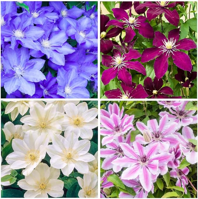 200+Perennial Mixed Clematis Vine Flower Seeds for Planting Outdoor-Clematis Hybridas Plant Garden Home Non-GMO