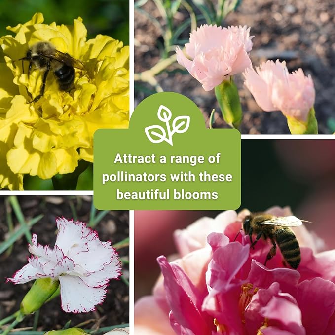 Sow Right Seeds - Chabaud Mix Carnation Seeds for Planting - Non-GMO Heirloom Dianthus Variety Ideal for Outdoor Gardens - Grow Large Carnation Plants - Easy to Sow and Bloom Beautiful Flowers (2)