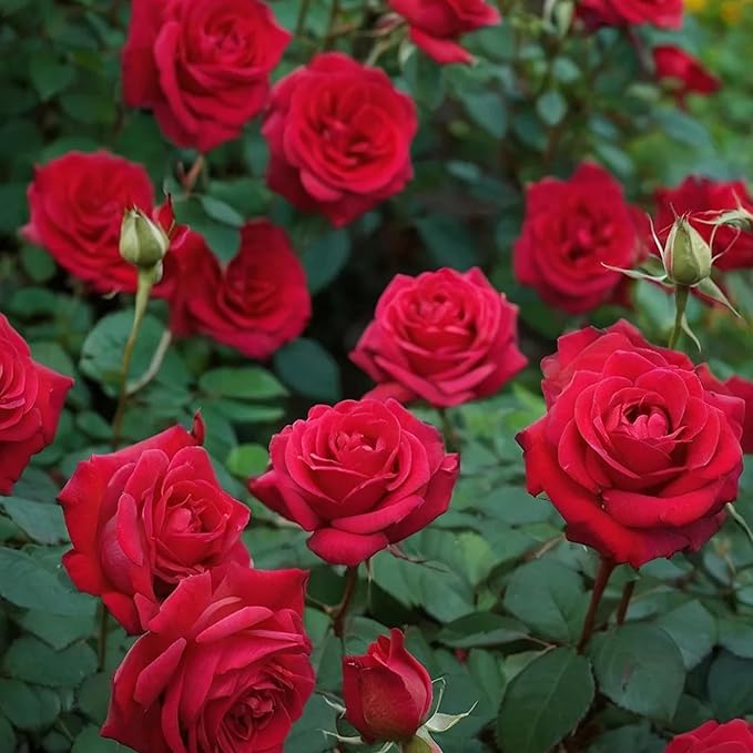320+ Rose Seeds for Planting Perennial Rose Seeds Flower Bush Shrub Flowers Seed Beautiful Flower for Home Garden Great Gardening Gift