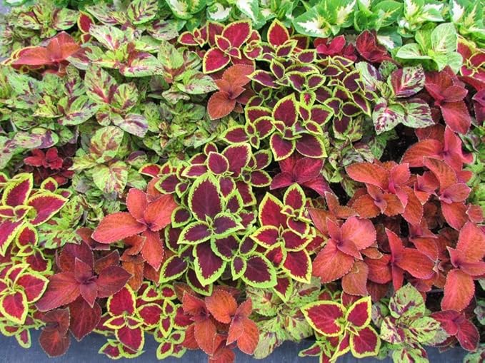 Park Seed Wizard Mix Improved Coleus Seeds – Grow Your Own Vibrant Indoor or Outdoor Plants, Shade-Loving Annual, Colorful Foliage for Beds, Borders, or Containers, Easy to Grow, Pack of 500
