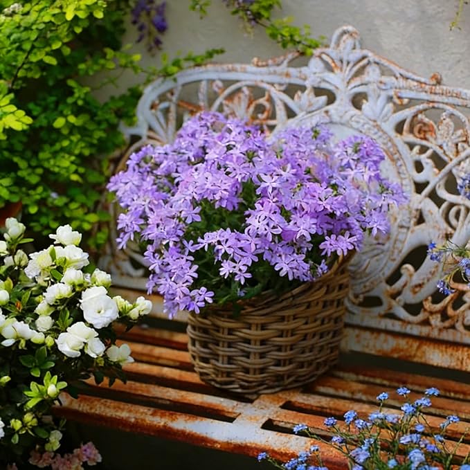 Creeping Phlox Seeds for Planting, 1000+pcs Rare Perennial Creeping Purple Phlox Flower Seeds Plants, Non-GMO Heirloom Dwarf Ground Cover Beauty Flowers Plants for Home Garden Outdoors