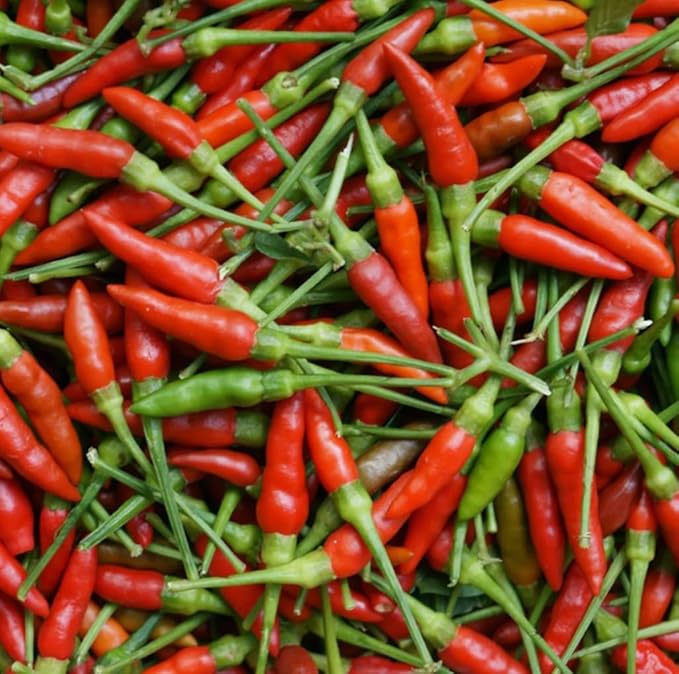 100PCS Thai Birdseye Chili Pepper Seeds Fresh Hot Pepper Garden Non-GMO Vegetable Seeds