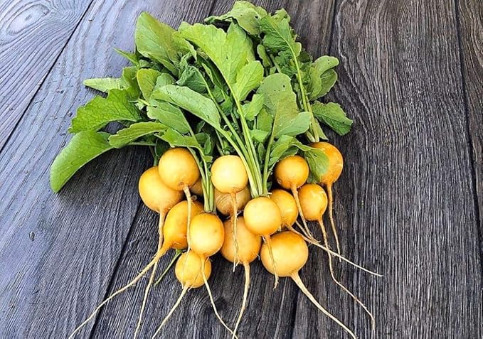 Seeds Vegetable Radish Yellow 23 Days Heirloom - 300 Seeds