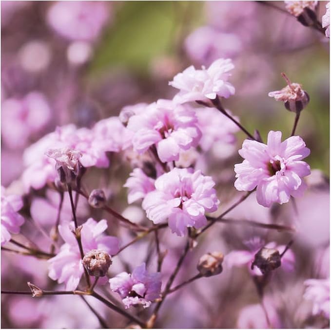 Seed Needs Pink Baby's Breath Seeds for Planting Rosy Pink Blooms - Heirloom & Open Pollinated Wildflowers to Attract Pollinators to a Butterfly Garden - Great for Cut Flowers (5 Packs)