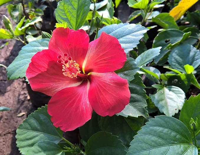 Premium Hibiscus grandiflorus Seeds for Planting – 100+ Non-GMO Heirloom Seeds for Giant Tropical Blooms – Fast-Growing, Easy to Cultivate
