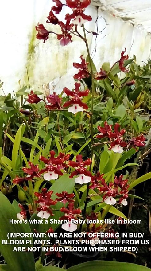 Orchid Insanity - Oncidium Sharry Baby - Chocolate Fragrance Very Popular, Easy to Grow and Bloom (NOT in-Bud/Bloom When Shipped)