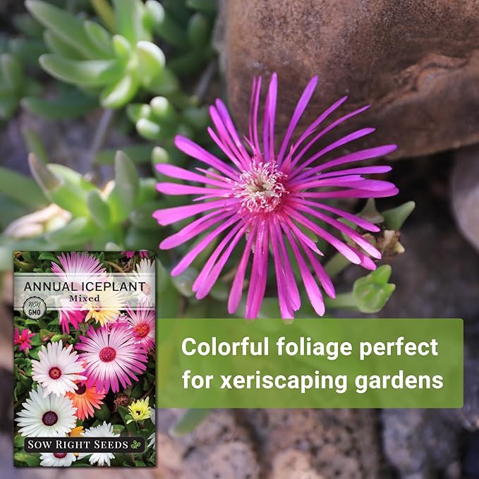 Sow Right Seeds - Ice Plant Flower Seeds for Planting - Non-Invasive Livingstone Daisy, Succulent Like Leaves - Beautiful Flowers to Plant in Your Garden - Non-GMO Heirloom Packet (1)