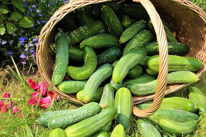 Seeds Indoor Self-Pollinating Cucumber Be st Seller Hybrid Vegetable for Planting Non GMO - Harvest Time 37 Days