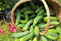 Seeds Indoor Self-Pollinating Cucumber Be st Seller Hybrid Vegetable for Planting Non GMO - Harvest Time 37 Days