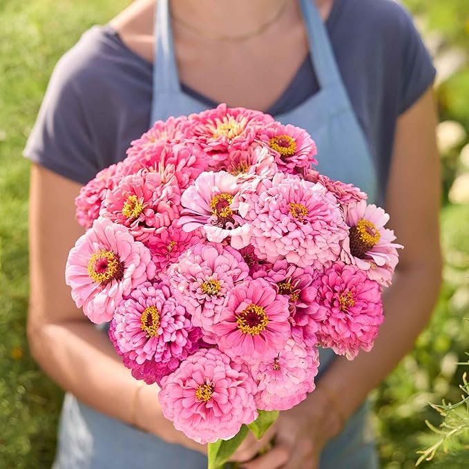 Eden Brothers Zinnia Seeds - Benary Giant Bright Pink