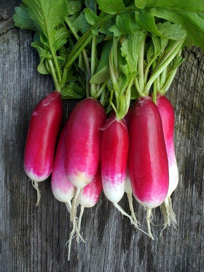 300+ Seeds Fire N Ice French Radish Yield Within 18 Days - Vegetable Red