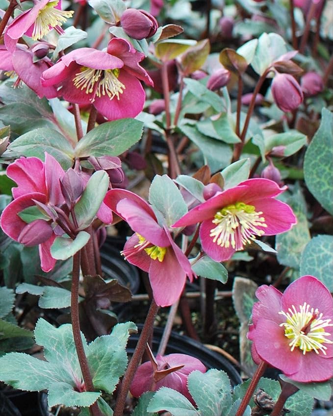 Perennial Farm Helleborus Frostkiss® Anna's Red No. 1