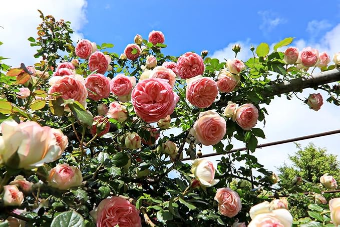 200+ Climbing Rose Seeds for Planting Outdoors - Vibrant Vine Flower, Long-Blooming Ornamental Garden Blooms (Mixed)