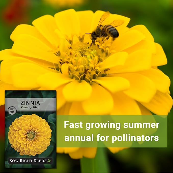 Sow Right Seeds - Canary Bird Zinnia Seeds for Planting - Non-GMO Heirloom Packet to Plant and Grow - Large Yellow Annual Blooms - Giant Cut & Come Back Flowers - Attract Bees and Butterflies (3)