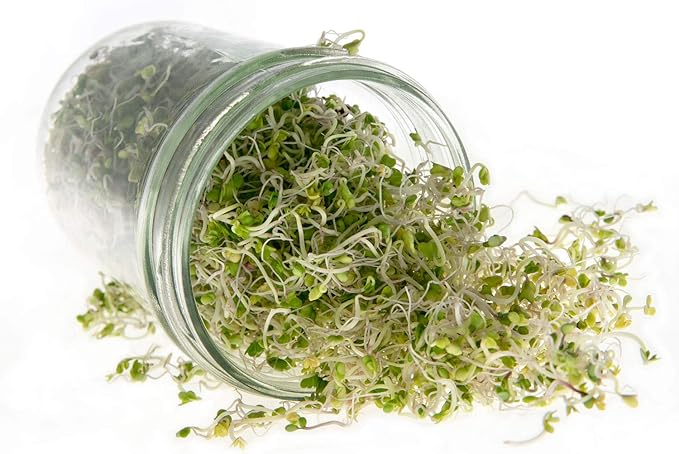 Kale Trio Sprouting & Microgreen Mix | Contains Blue Curled Scotch, Premier & Red Russian Kale Seeds | Heirloom Non-GMO Seeds | Bulk 1 LB Resealable Bag | Rainbow Heirloom Seed Co.