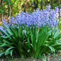 Votaniki Scilla Hyacinthoides Campanulata Blue - Vibrant Bluebell Flowers for Spring, Hardy Perennial Flower Wood Hyacinths (Spanish Bluebells) Bulbs for Planting | Easy to Grow (50 Pack)